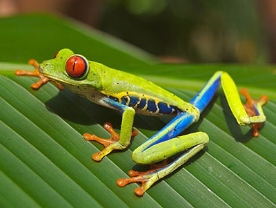 Tree Frog